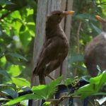 Narzissmus, ein schräger Vogel ...