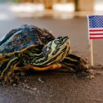 Schildkröte neben einer USA-Flagge
